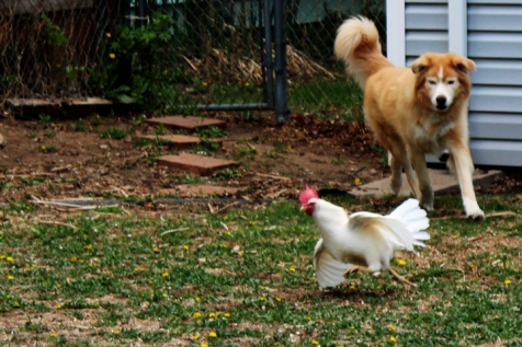 Wyatt chases the chicken
